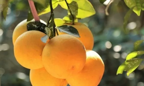 Loại quả "tốt nhất thế giới" chỉ có ở Nghệ An, trồng một lần thu hoạch nhiều năm, thành đặc sản nổi tiếng giá 350.000 đ/kg