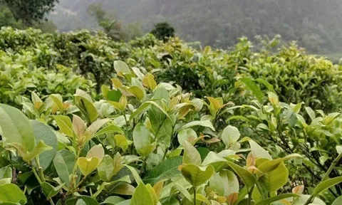Cây dại mọc bờ rào nay thành đặc sản người thành phố ưa chuộng, trồng một lần thu hoạch nhiều năm, 70.000 đồng/kg