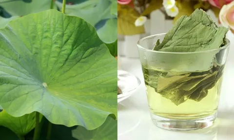 Cách uống nước lá sen giảm cân hiệu quả, bụng phẳng không mỡ thừa