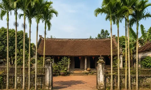 Tại sao các cụ ngày xưa thích trồng hàng cau trước cổng? Không phải chỉ để ăn trầu