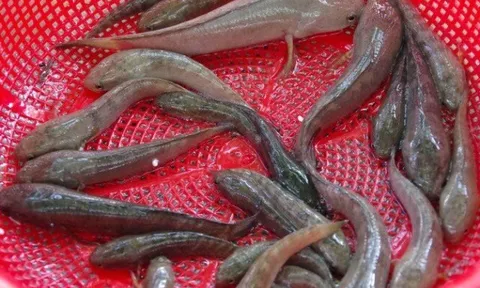 Loại cá chỉ có ở An Giang, là "báu vật" núi Cấm xưa không ai biết nay thành đặc sản nổi tiếng, có tiền cũng khó mà mua