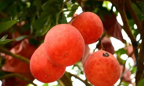 Loại quả "tốt nhất thế giới" chỉ có ở Thanh Hóa, trồng một lần thu hoạch nhiều năm, thành đặc sản được ưa chuộng ở thành phố