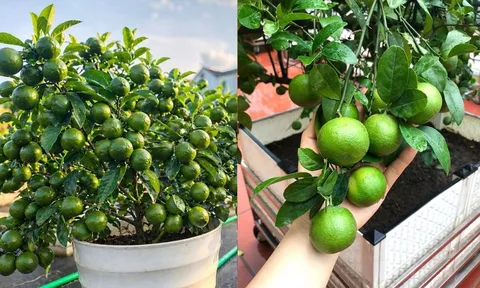 Cách trồng chanh trong chậu, quả sai trĩu trịt, thu hoạch quanh năm