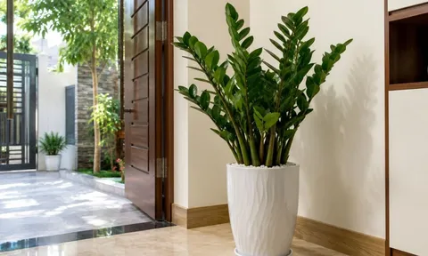  Vì sao nhiều gia đình đặt cây kim tiền gần cửa?