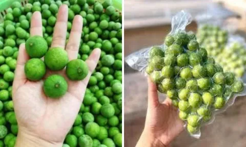 Cách bảo quản sấu tươi cả năm vẫn chua ngon tự nhiên