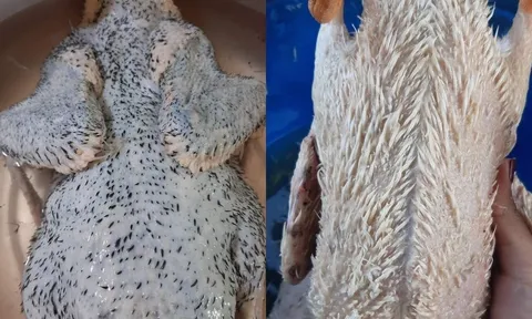Cách nhổ sạch lông măng, khử mùi hôi của vịt