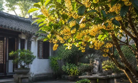 Vì sao người xưa thích trồng mộc hương và xem chúng là “vàng thơm” của tự nhiên?
