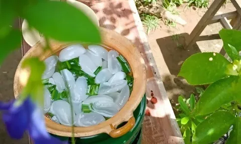 Loại quả xưa chín rụng đầy, nay thành đặc sản ở thành phố giá 200.000 đ/kg, trồng một lần thu hoạch nhiều năm