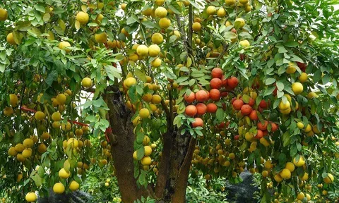 Loại quả đặc sản "tốt nhất thế giới" có ở Tây Ninh, nghe tên đã thấy giàu sang, trồng một lần thu hoạch nhiều năm