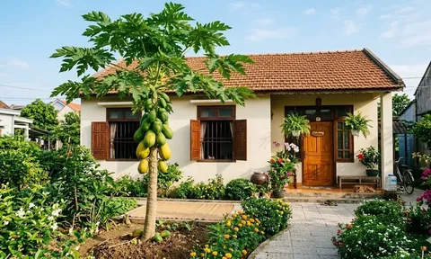 Cây kim tiền kỵ nhất 2 mệnh này: Trồng là "nghèo bền vững", của cải "đội nón ra đi"