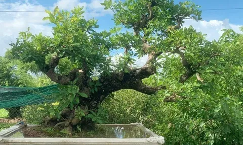 Cây mọc dại tỏa mùi thơm đặc biệt, nay thành bonsai vừa đẹp vừa mang lại nhiều phước lành, có cây giá 120 tỷ đồng