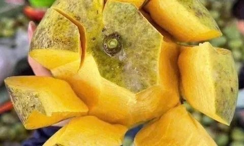 Loại quả "tốt nhất thế giới" có ở Vĩnh Long, nghe tên đã thấy giàu sang, thành đặc sản trồng một lần thu hoạch nhiều năm