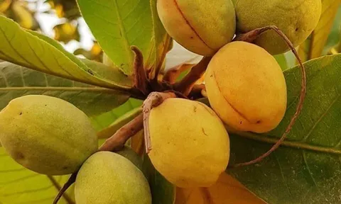 Loại quả xưa chín rụng đầy gốc, nay thành đặc sản ở thành phố giá 500.000 đ/kg, trồng một lần thu hoạch nhiều năm