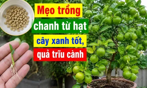 Mẹo trồng chanh từ hạt, cây xanh tốt, quả trĩu cành