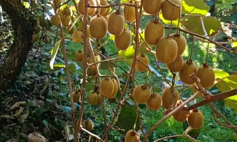 Loại quả "tốt nhất thế giới", Việt Nam trồng thành công 2 năm cho thu hoạch, thành đặc sản nổi tiếng khắp nơi