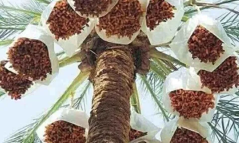 Loại quả "tốt nhất thế giới" có ở Đồng Tháp, thành đặc sản nổi tiếng 250.000 đ/kg, trồng một lần thu hoạch nhiều năm