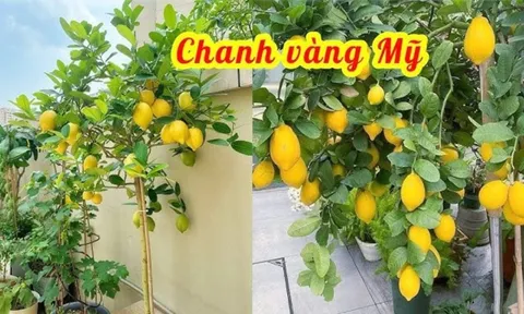 Cách trồng cây chanh vàng sai trĩu quả cực đơn giản