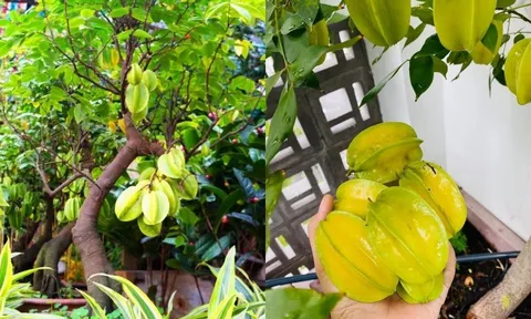 Cách trồng khế trong chậu nhanh có quả, quả sai trĩu cành