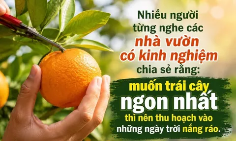 Vì sao hoa quả phải hái trời nắng mới ngọt thơm?
