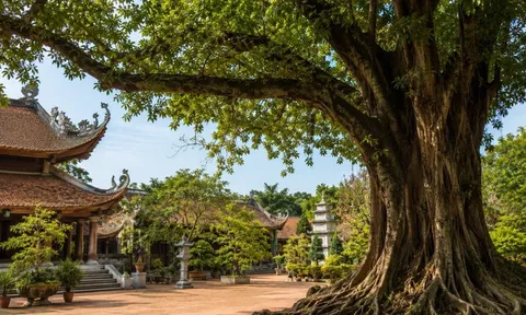  Người xưa dặn: Nghèo mấy cũng đừng chặt 3 loại cây này, cho tiền cũng không nên đụng tới, kẻo hao phúc lộc