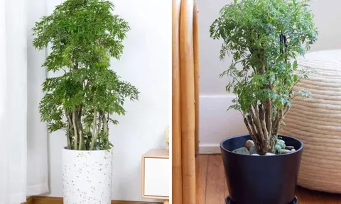 Tại sao nên trồng cây đinh lăng trong nhà?