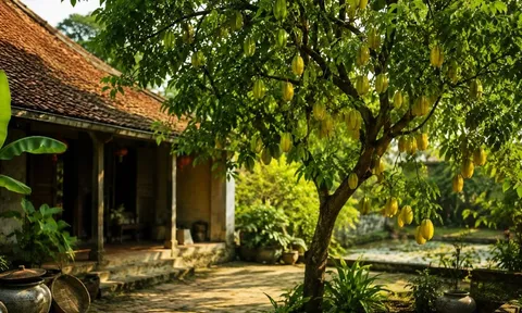 Vì sao người xưa thích trồng cây khế trong sân vườn nhà?