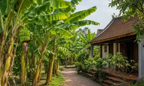 Vì sao người xưa nói không trồng chuối trước nhà nhưng chuyển ra sau nhà lại rất tốt?