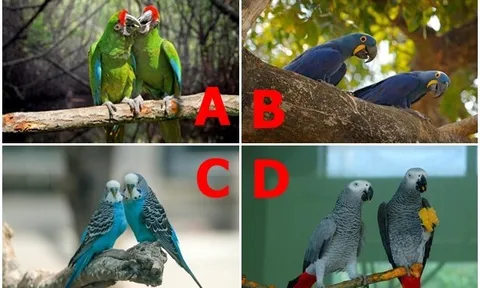 Trắc nghiệm: Bạn và người ấy từng là gì của nhau ở kiếp trước? Chọn 1 cặp vẹt để biết câu trả lời