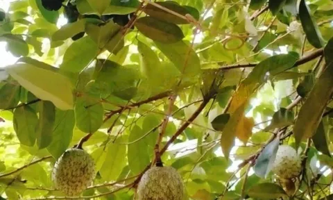 Loại quả mọc bờ rào xưa rụng đầy gốc, nay thành đặc sản ở thành phố giá 50.000 đ/kg, trồng một lần thu hoạch nhiều năm