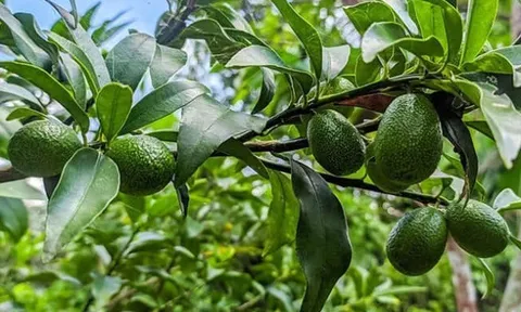 Loại quả nào sạch nhất Việt Nam, ít tồn dư hóa chất và có giá rẻ bèo, tốt cho sức khỏe tim mạch
