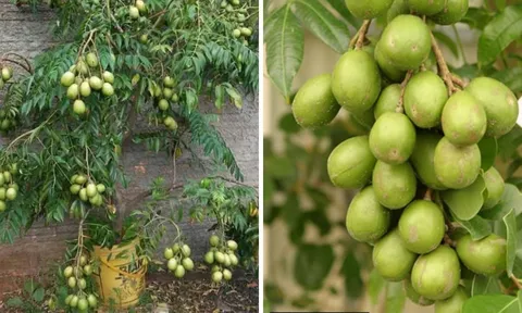 Cách trồng cóc Thái trong chậu cho quả sai trĩu chỉ sau vài tháng