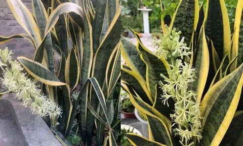 Cách trồng lưỡi hổ đẻ nhiều nhánh, sớm ra hoa