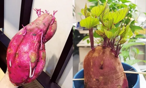 Khoai lang mọc mầm: Nên ăn hay bỏ?