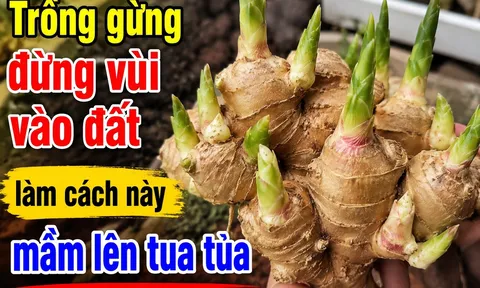 Trồng gừng đừng vùi vào đất, làm cách này mầm lên tua tủa