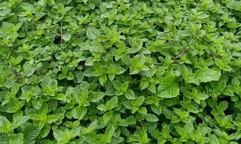 Cây dại mọc bờ rào nay thành đặc sản người thành phố ưa chuộng, trồng một lần thu hoạch nhiều năm, 150.000 đồng/kg