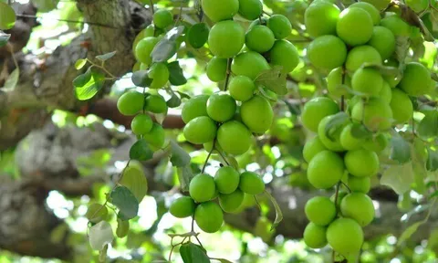 Loại quả "tốt nhất thế giới" chỉ có ở Khánh Hòa thành đặc sản nổi tiếng 50.000 đ/kg, trồng một lần thu hoạch nhiều năm