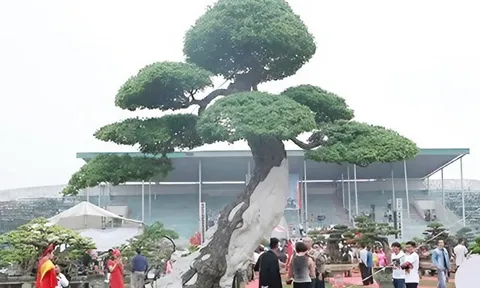Cây ăn quả mọc dại ở quê lên chậu thành bonsai độc lạ, tượng trưng cho sự thịnh vượng, có cây được định giá 5 tỷ đồng