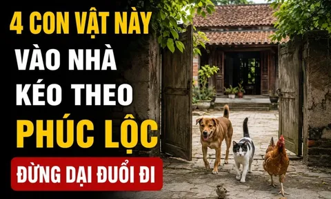 4 con vật này vào nhà kéo theo Phúc Lộc, đừng dại đuổi đi