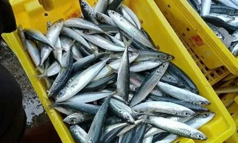 11 loại cá có kích thước nhỏ “tốt nhất Việt Nam” được bán đầy chợ, giá rẻ bà nội trợ nào mua cũng được