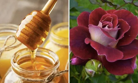 Công thức mặt nạ từ bột cánh hoa hồng giúp làn da mềm mại, rạng rỡ hơn