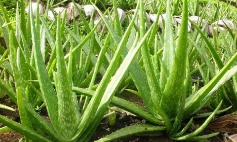 Nghề lạ ở Việt Nam: Trồng loại cây 6 tháng cho thu hoạch, là đặc sản mùa hè bán chạy, người dân thu lãi đậm