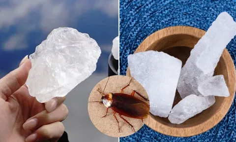 Nguyên liệu đuổi gián giá rẻ, hiệu quả cực tốt, nhiều người chưa biết