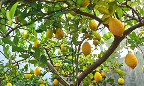 Loại quả "tốt nhất thế giới" có ở Lâm Đồng, là đặc sản nổi tiếng khắp nơi giá 150.000 đ/kg, trồng một lần thu hoạch nhiều năm