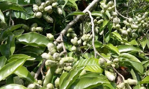 Loại quả xưa chín rụng đầy gốc, nay thành đặc sản được ưa chuộng ở thành phố, trồng một lần thu hoạch nhiều năm