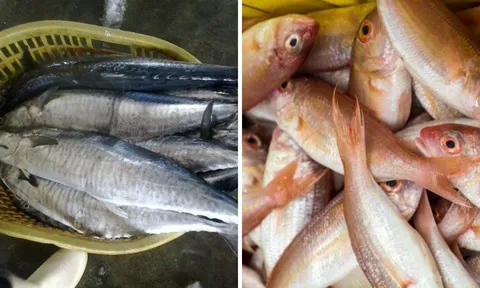 4 loại cá chứa nhiều thủy ngân: Ít xương, nhiều thịt thích mấy cũng phải hạn chế ăn
