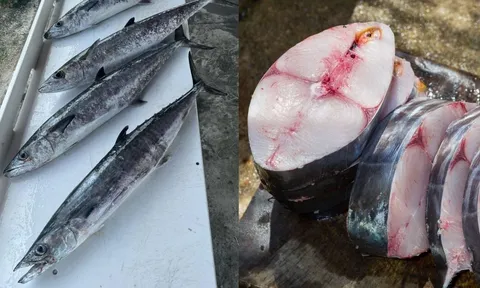 4 loại cá chứa nhiều thủy ngân, không nên ăn nhiều