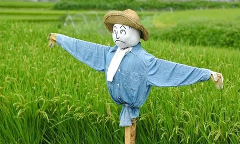 Tại sao bù nhìn trên đồng có thể đuổi được các loài chim thông minh?