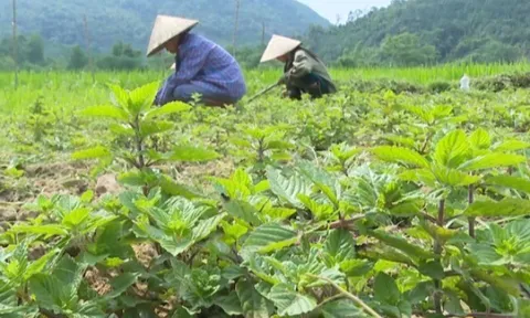 Nghề lạ ở Việt Nam: Cây dại mọc bờ rào mang về trồng 4 tháng là thu hoạch, dân hái bán quanh năm, thành đặc sản nổi tiếng