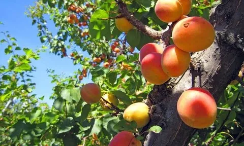 Loại quả xưa chín rụng đầy gốc, nay thành đặc sản ở thành phố giá 70.000 đ/kg, trồng một lần thu hoạch nhiều năm