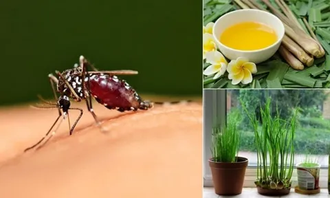 Cách đuổi muỗi không cần hóa chất: Đơn giản, an toàn mà hiệu quả